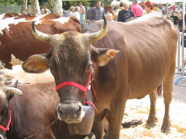 Vache en pose